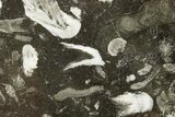Polished Devonian Fossil Coral and Bryozoan Plate - Morocco #365142-1